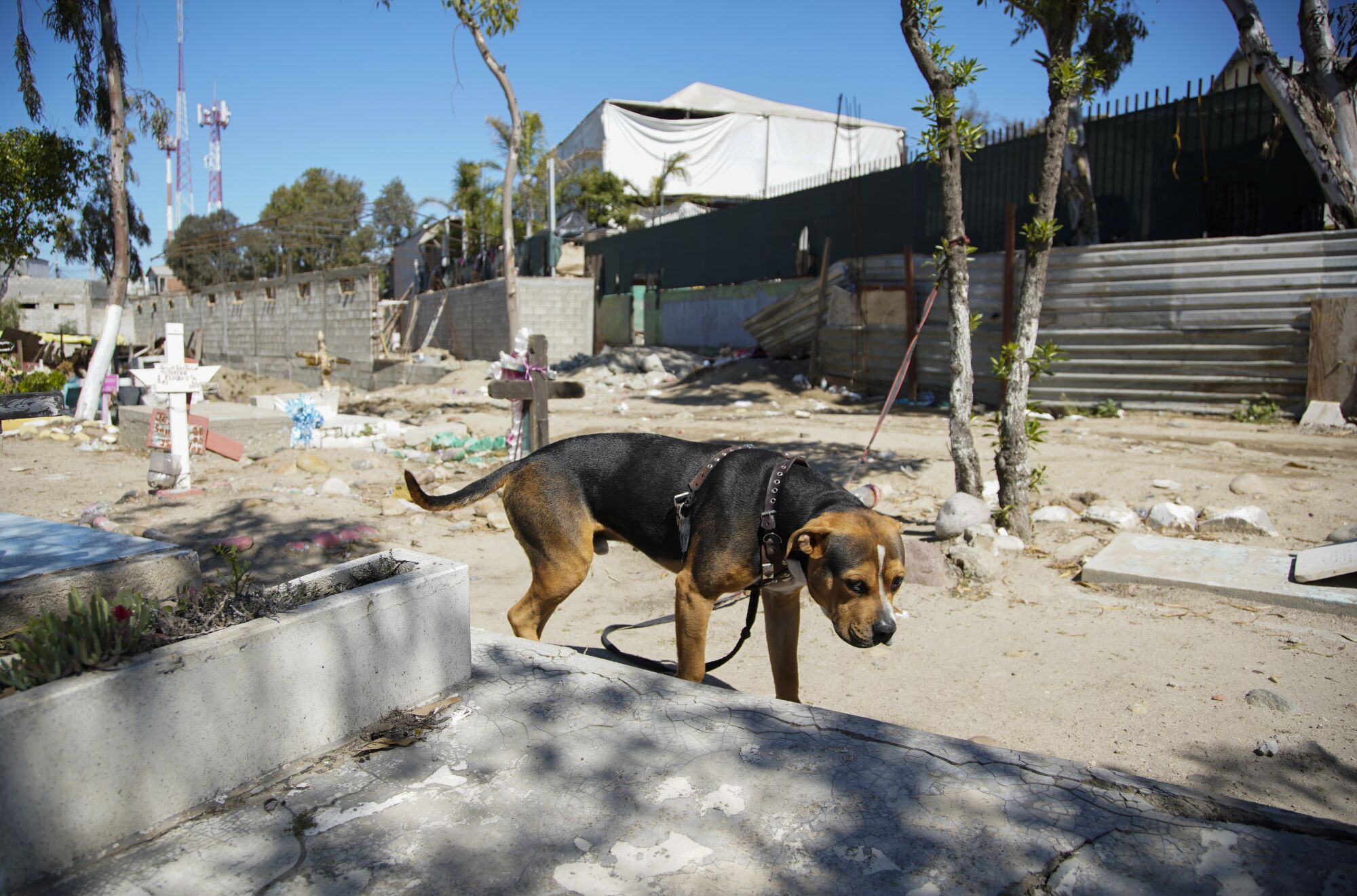 A dog walking through a cemetery