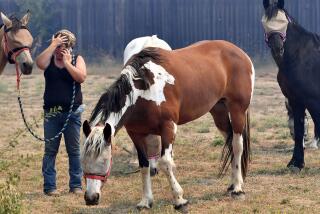Hannah Lee coordinates with a friend to save horses as flames approach the town of Lower Lake, Calif.