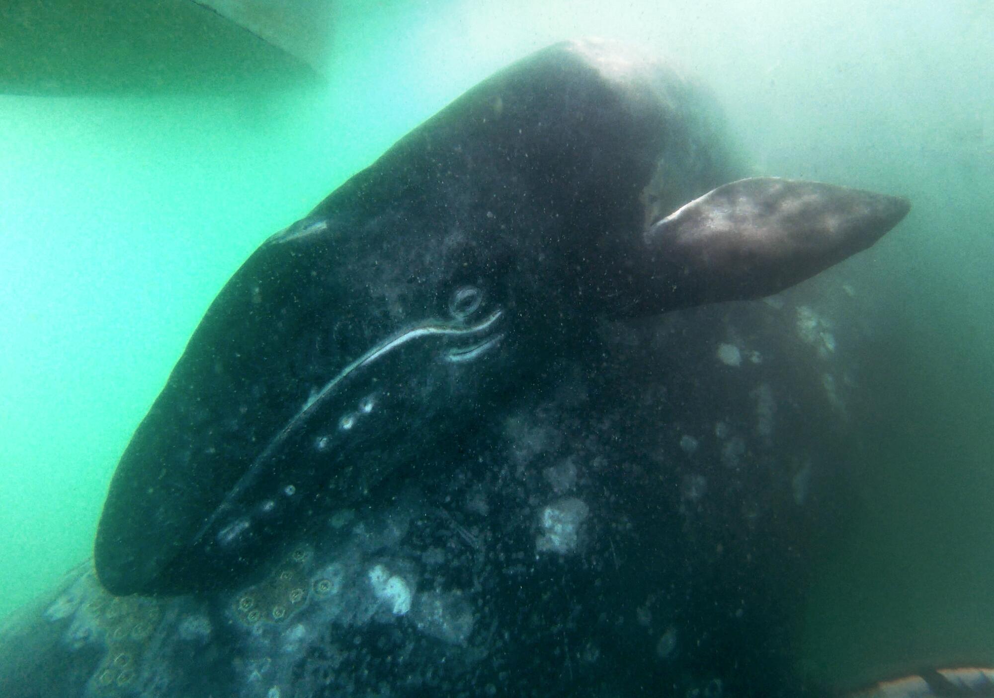 عکس زیر آب از بچه نهنگ خاکستری که مادرش را در آغوش گرفته است. 