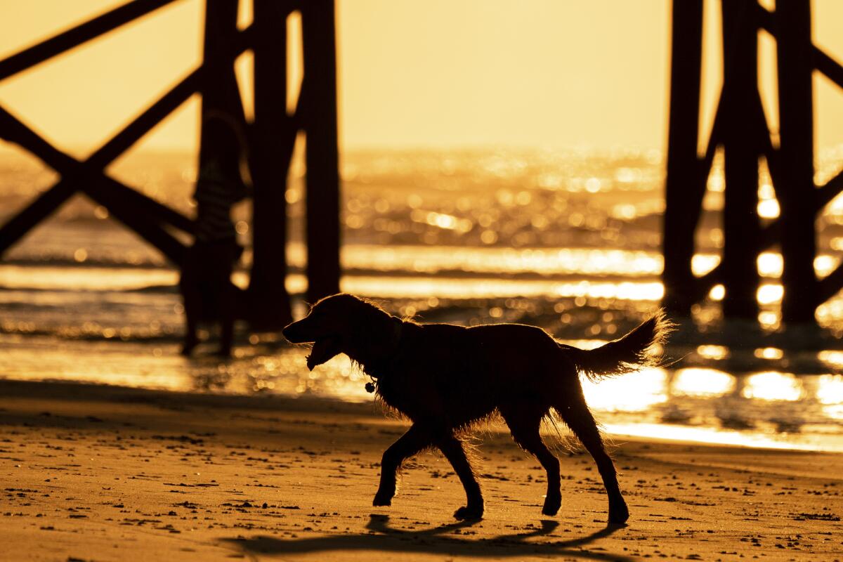 A dog plays in the ocean, Saturday, Aug. 13, 2022, in Isle of Palms, S.C. (AP Photo/Julia Nikhinson)