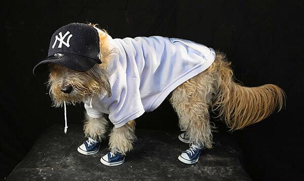Shaggy as a Yankees fan