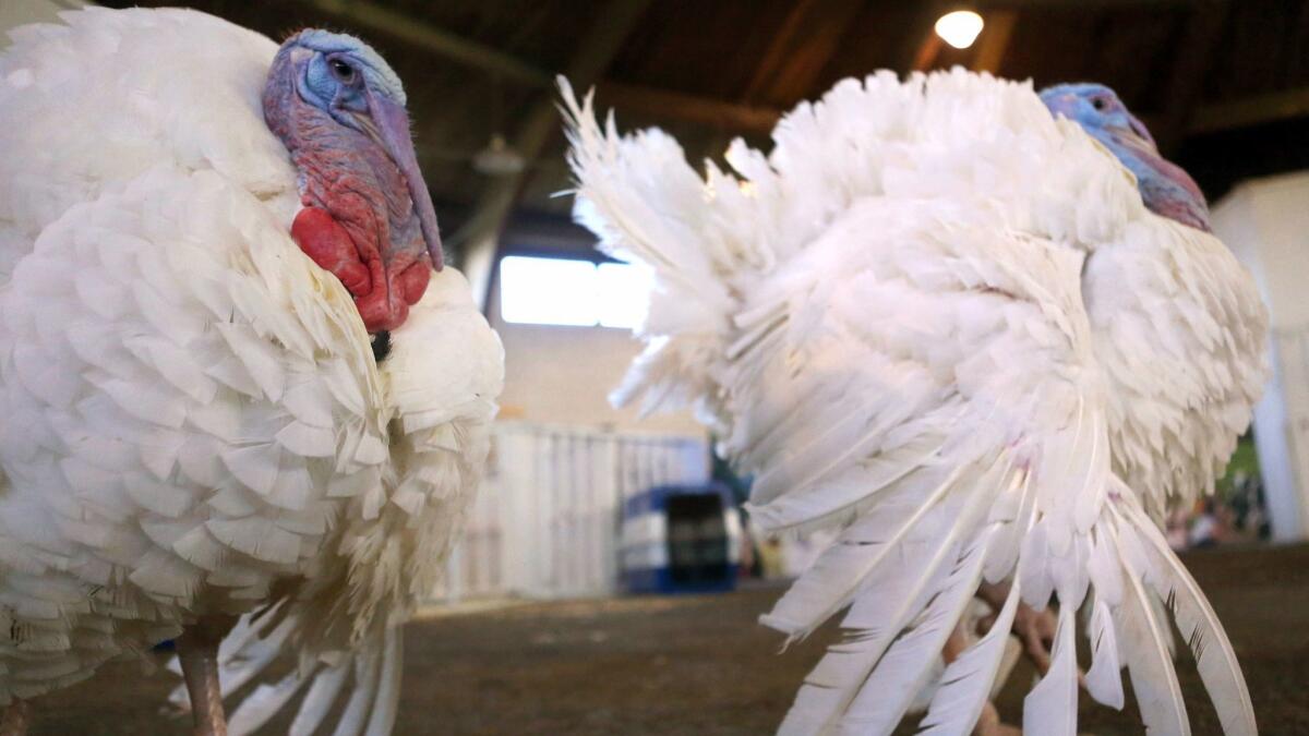 Drumstick, left, and Wishbone, the turkeys pardoned by President Trump, are shown at Gobblers Rest on the Virginia Tech campus in Blacksburg, Va., on Nov. 22.
