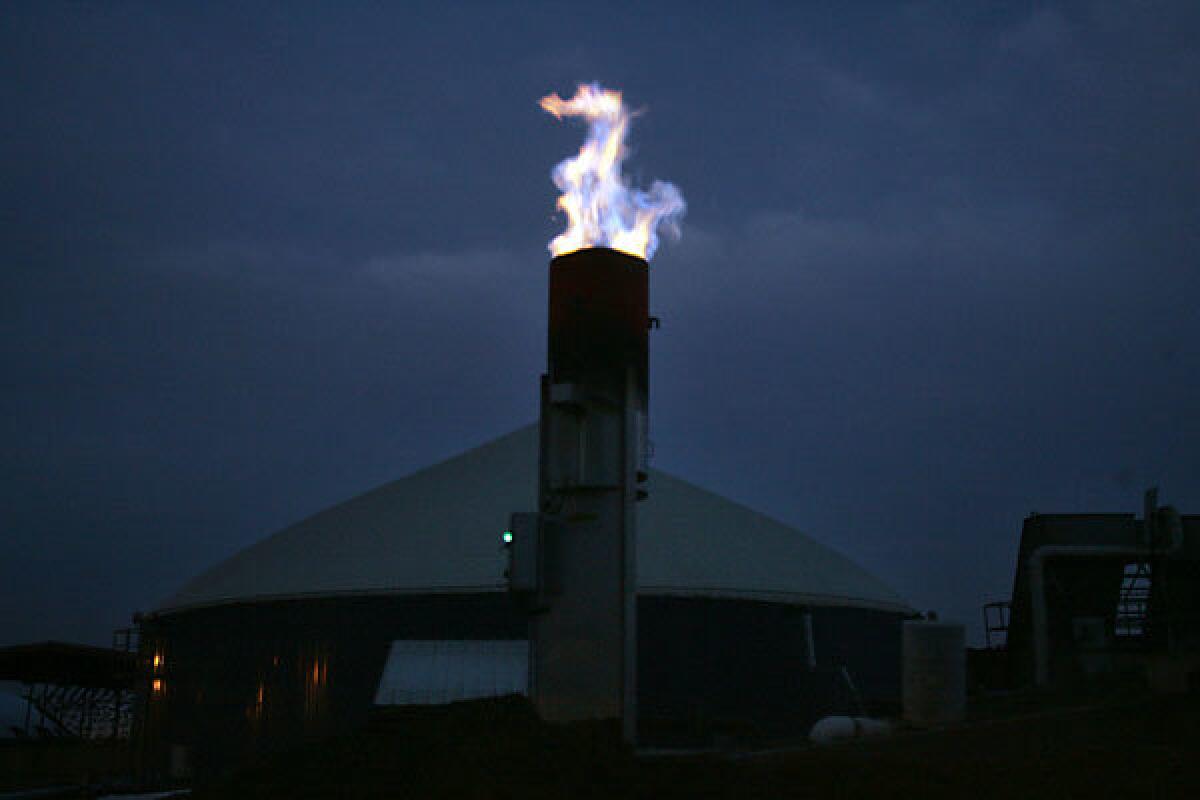Excess methane gas is burned off at a dairy farm.