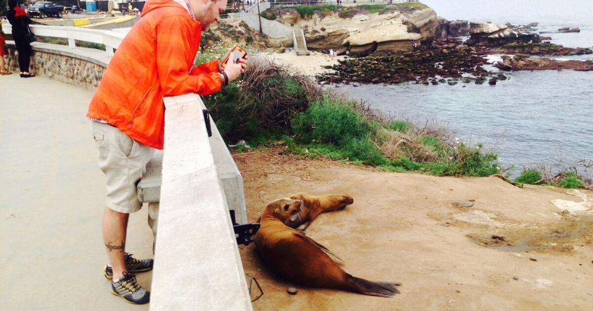 City hiring pinniped expert to manage sea lion situation at La Jolla