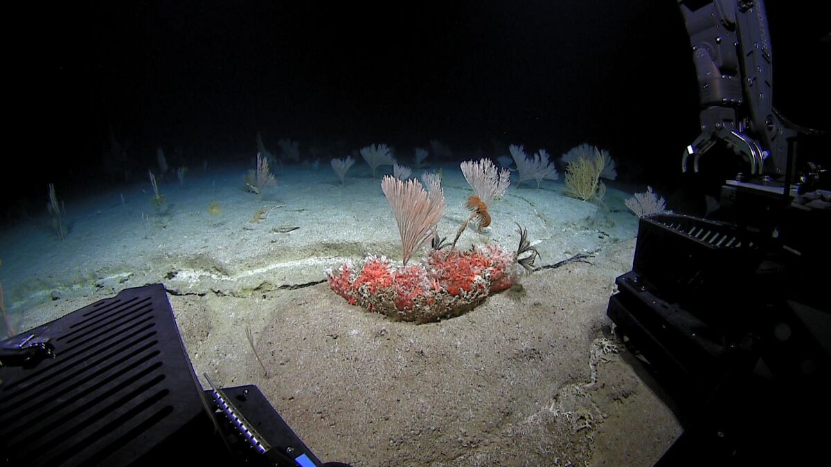 A deep-sea coral garden on a carbonate platform seen from ROV Deep Discoverer. The ROV's bioboxes, tool tray and manipulator arm are visible.