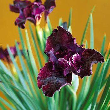 Iris "Night Gown"