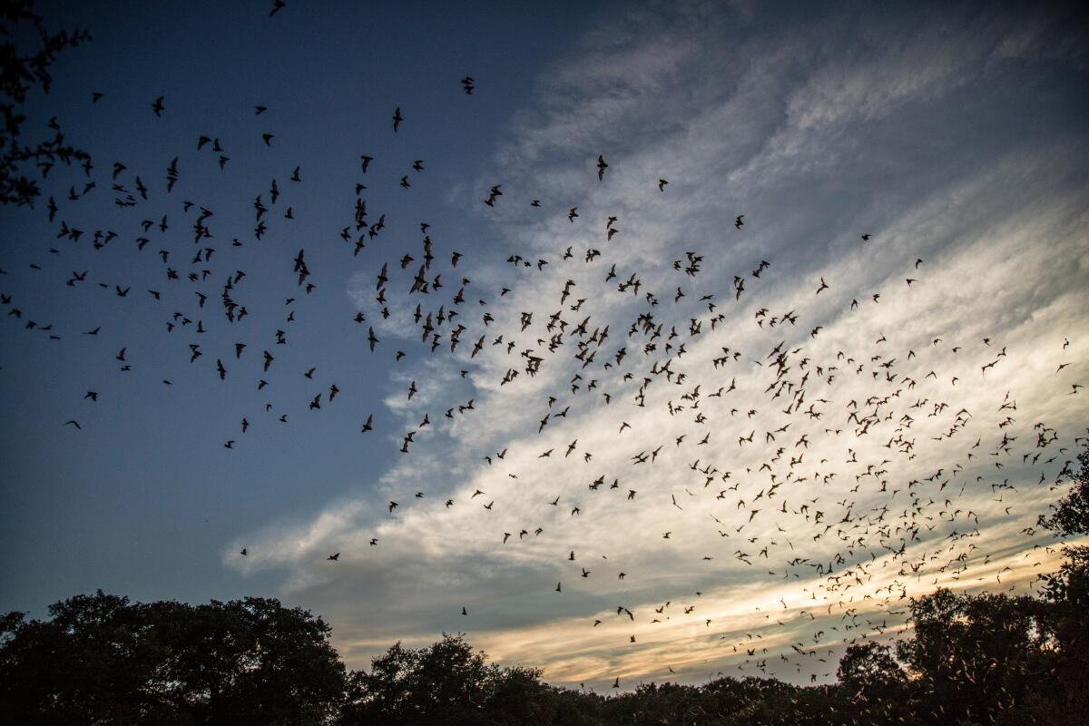 Mexican free-tailed bats fill the sky.