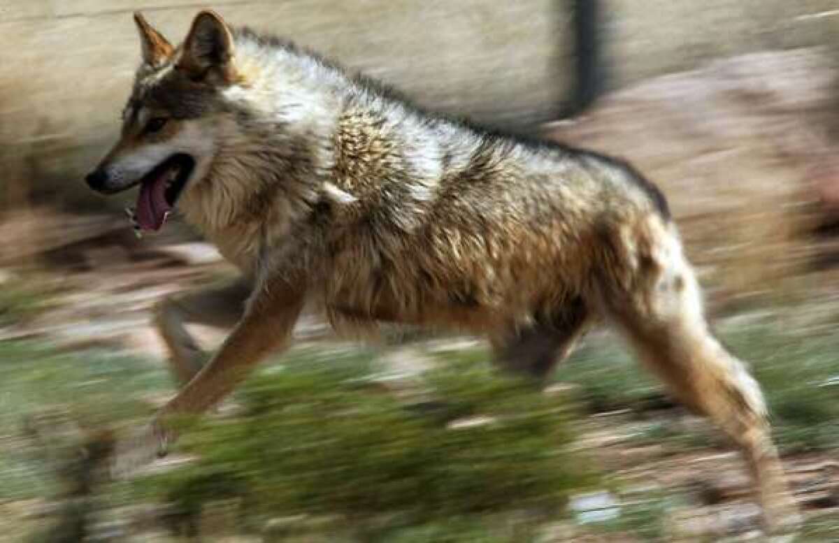 Plan to remove wolves from endangered species list on hold - Los Angeles  Times