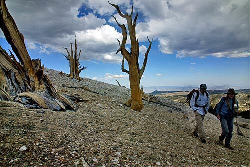 Ancient Bristlecone Pine Forest Bishop, Calif. (near Big Pine) Recommended by: Anne Marie Novinger What she said: "The rangers are very knowledgeable and interesting, knowing all about the trees, the science of dendrochronology (tree-ring science) and the area. There is a fine video of 18 minutes, just right for those who cannot hike or those who want an introduction to the area before hiking. The hikes are from a mile to 1 1/4 miles and are well worth the effort."