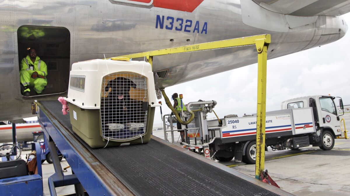Airline group offers program to standardize animal transportation in wake  of dog death - Los Angeles Times