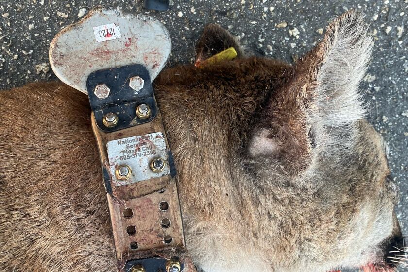 P-104, a subadult male mountain lion, was killed by a car on PCH Wednesday, March 23, 2022.