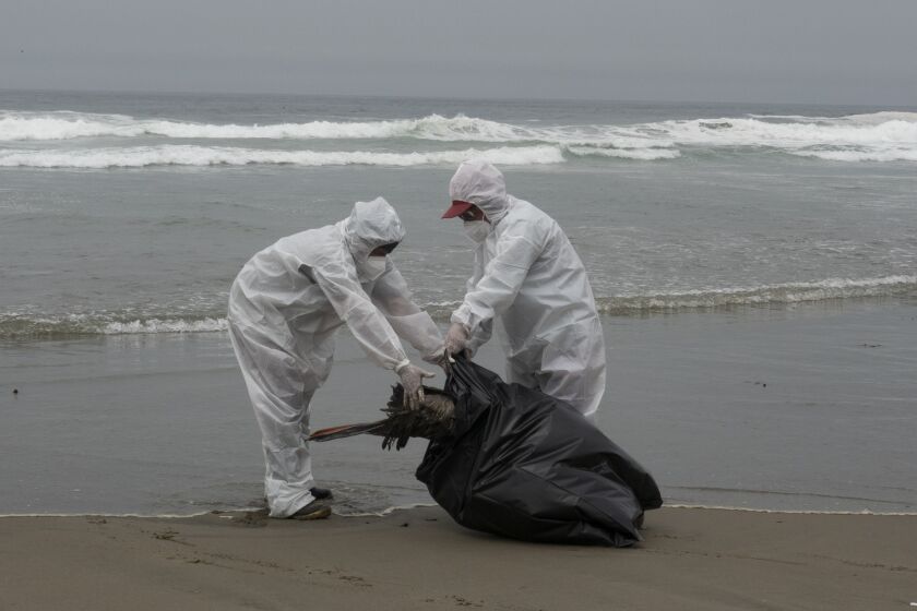 Trabajadores municipales recogen pelícanos muertos en la playa de Santa María en Lima, Perú, el martes 29 de noviembre de 2022. (AP Foto/Guadalupe Pardo)