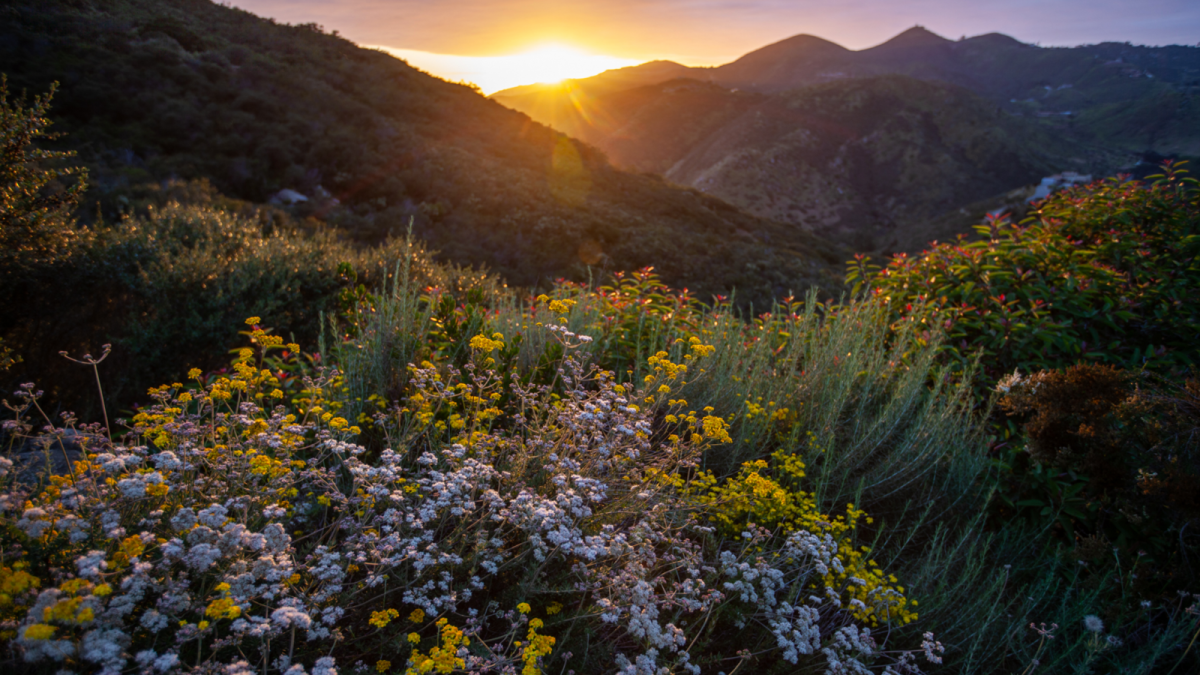 The Conservancy’s mission is to preserve and restore the Escondido Creek Watershed.