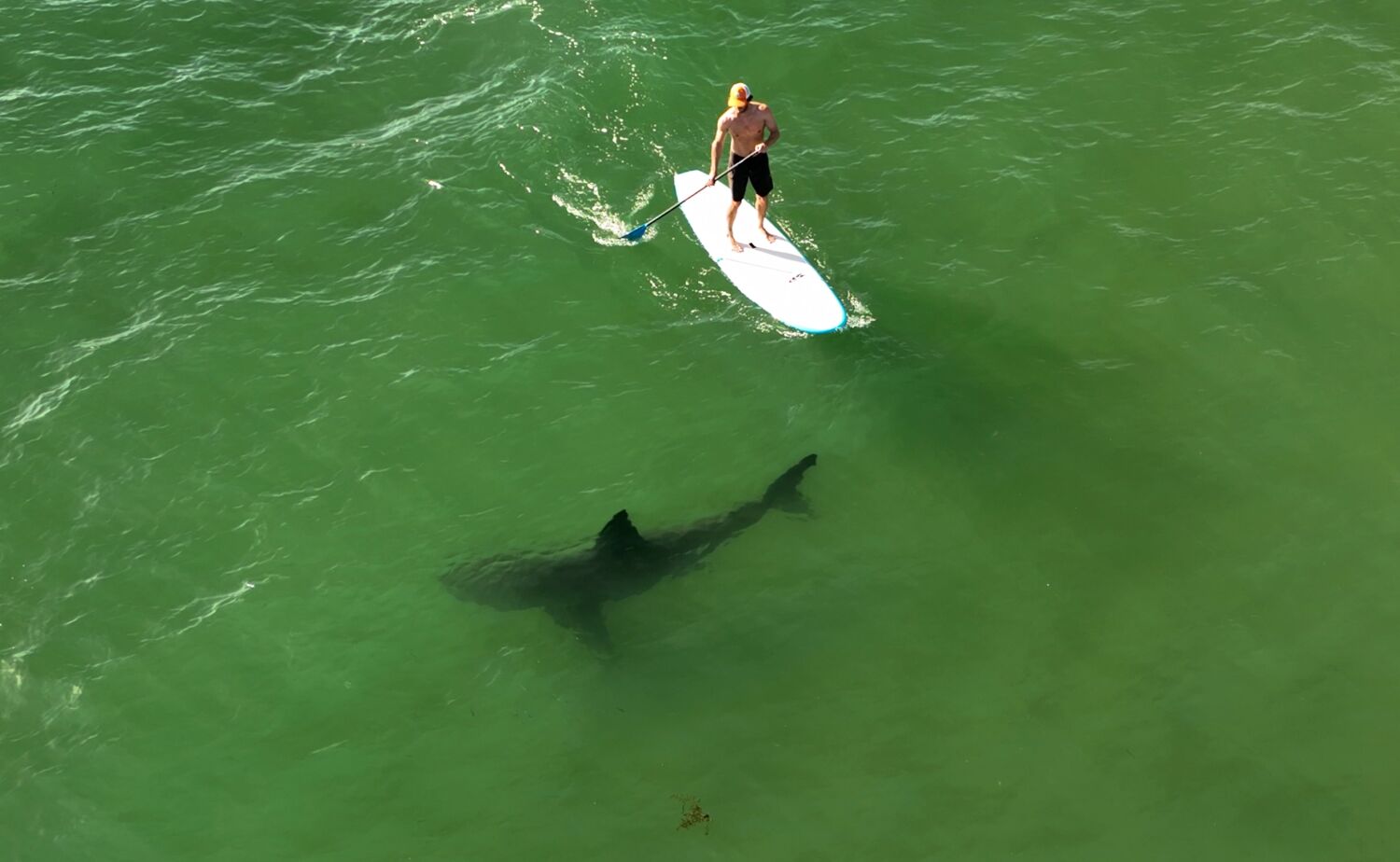 Great white sharks more common off California coast than previously thought, study says