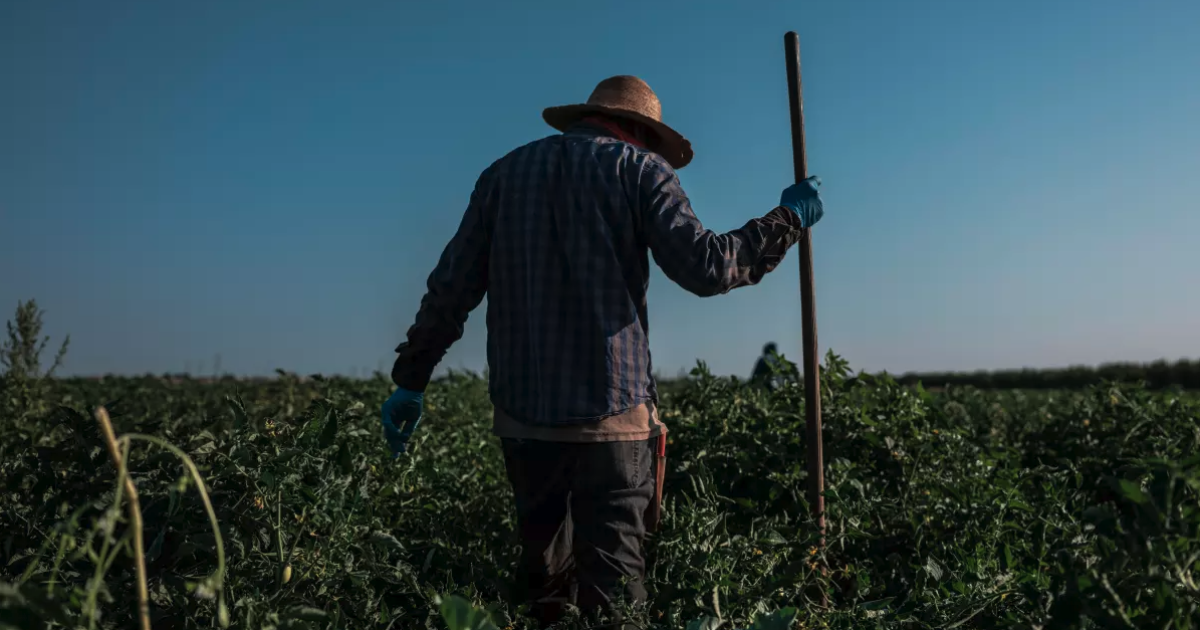 Indigenous farmworkers in central California have little safety net when it gets too hot