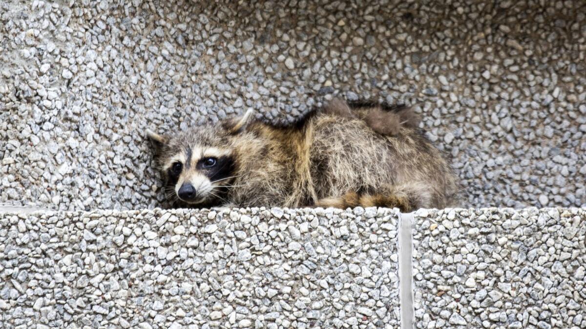 A raccoon sits on a ledge on the Town Square building in downtown St. Paul, Minn., on June 12.