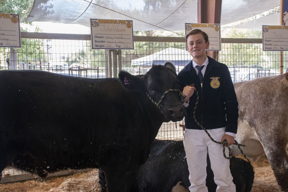 Wyatt Simmonds, 15, Ramona FFA member who lives in Julian, shows off his steer, Hank, at the livestock auction.