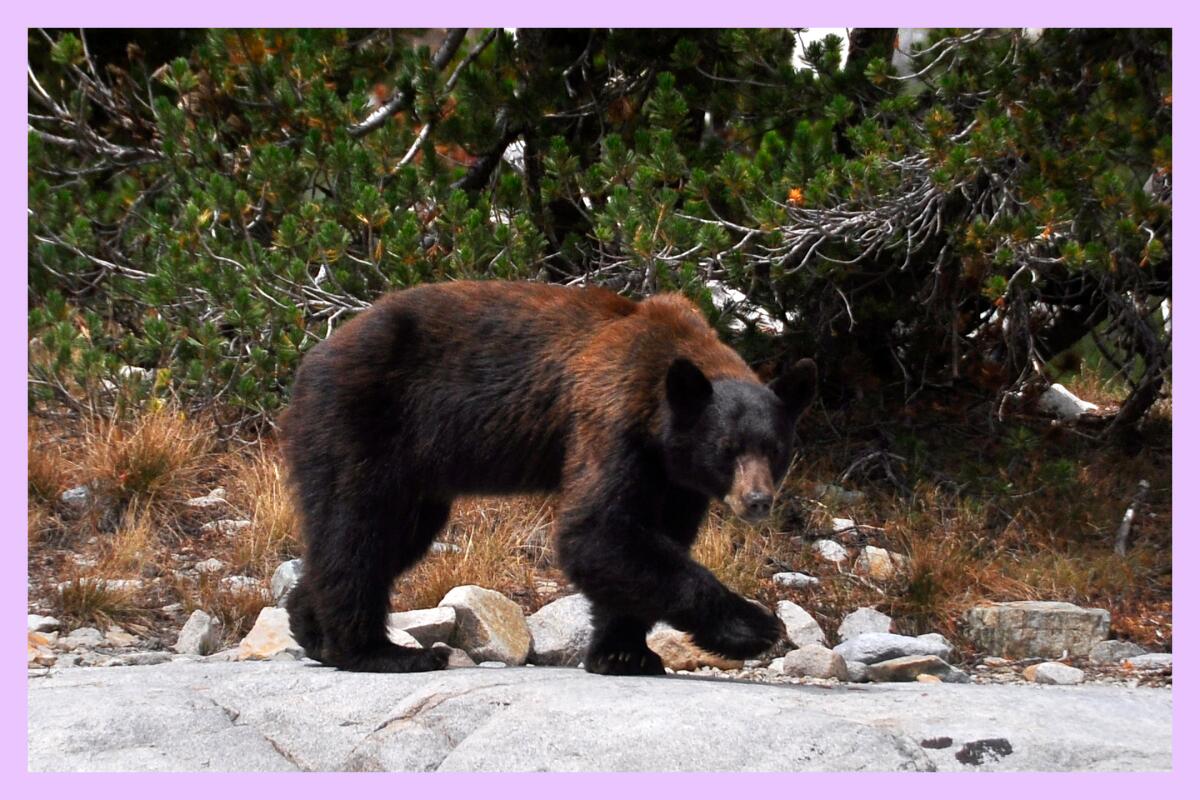 A bear walks along a rocky path against dense greenery.