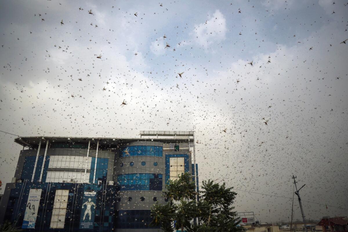 A swarm of locusts in Ajmer,  India. 