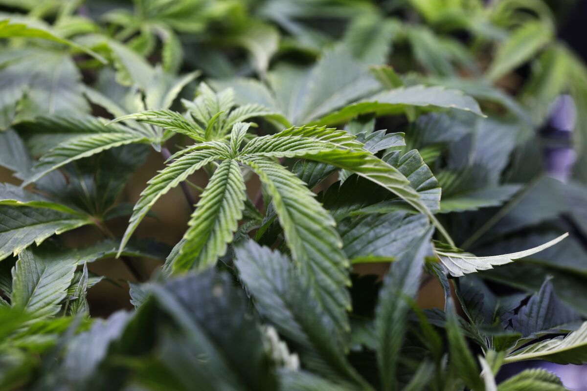 A marijuana plant grows at a federally funding research facility in Scottsdale, Ariz., in 2021.