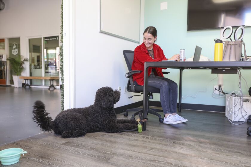 SAN DIEGO, CA - NOVEMBER 12: Ziggy the labradoodle hangs with his owner Theresa LeBlanc during work at STN Digital on Friday, Nov. 12, 2021 in San Diego, CA. (Eduardo Contreras / The San Diego Union-Tribune)