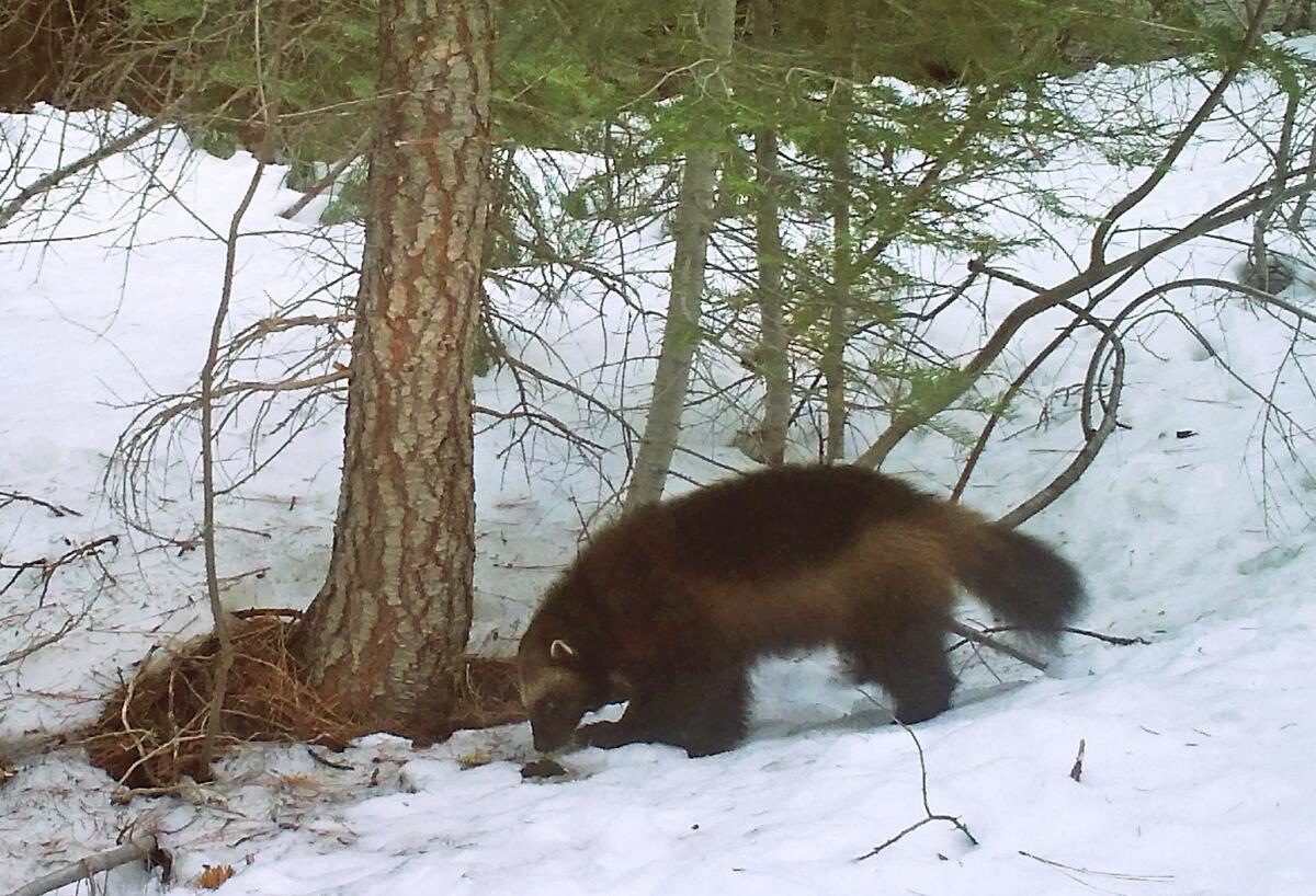 A wolverine in the snow next to a tree