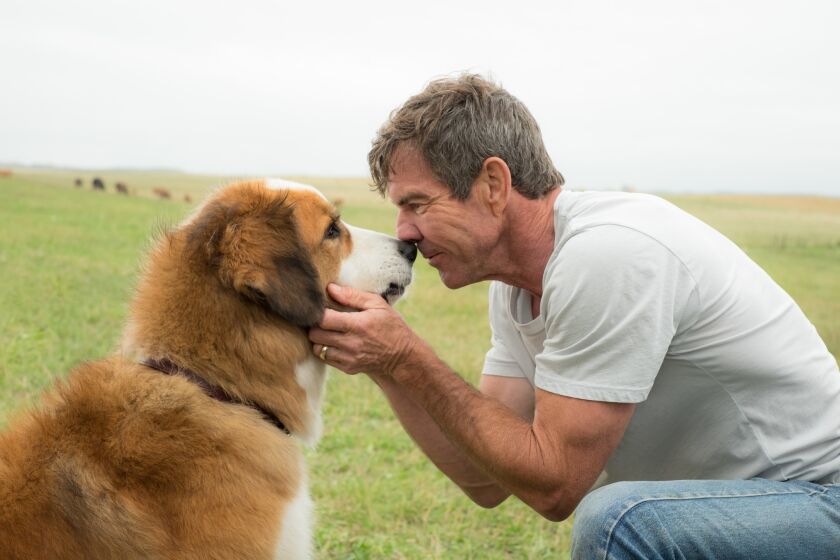 Josh Gad voices the dog and Dennis Quaid stars as Ethan in the film "A Dog's Purpose."
