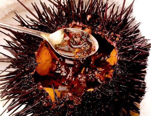 Sea urchin, step 3