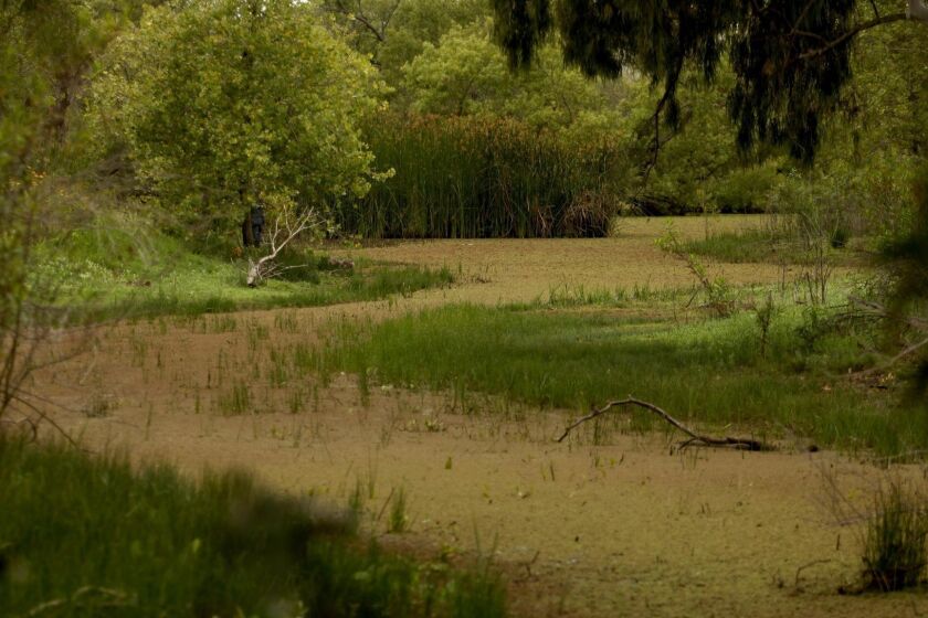 TORRANCE, CA - JUNE 2, 2019 - - The Madrona Marsh Preserve in Torrance on June 2, 2019. (Genaro Molina/Los Angeles Times)