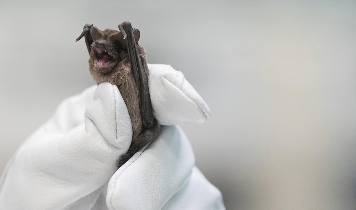 A Mexican free-tailed bat is held in a gloved hand as it recovers from last week's freeze.