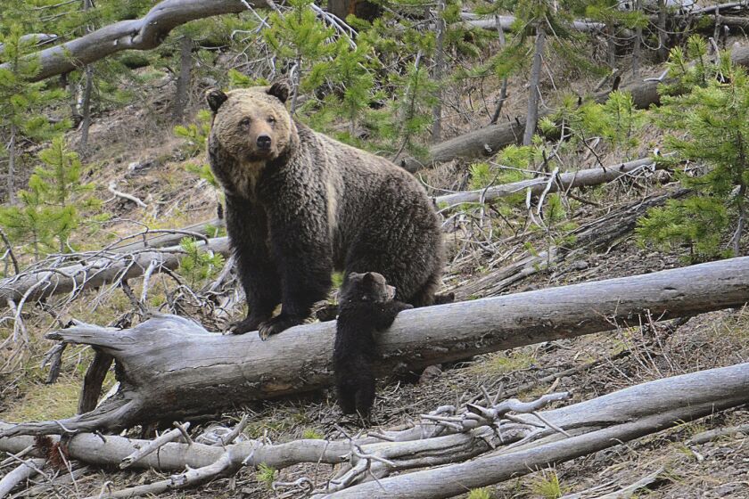 FILE - This April 29, 2019 file photo provided by the United States Geological Survey shows a grizzly bear and a cub along the Gibbon River in Yellowstone National Park, Wyo. U.S. wildlife officials on Friday, Feb. 3, 2023 have taken the first step to lift federal protections for grizzly bears in the northern Rocky Mountains, which would open the door to future hunting in several states. (Frank van Manen/The United States Geological Survey via AP,File)