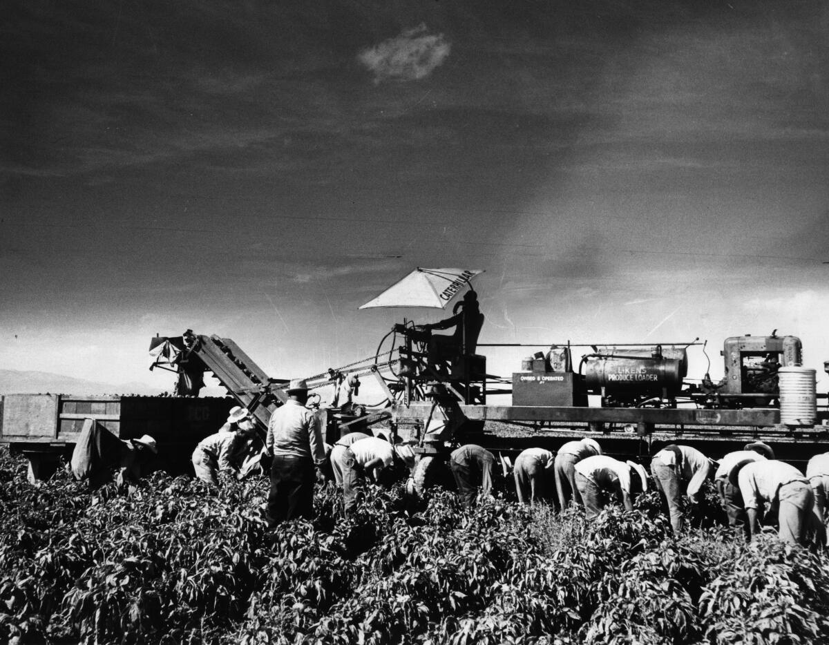Farmworkers tend to a field