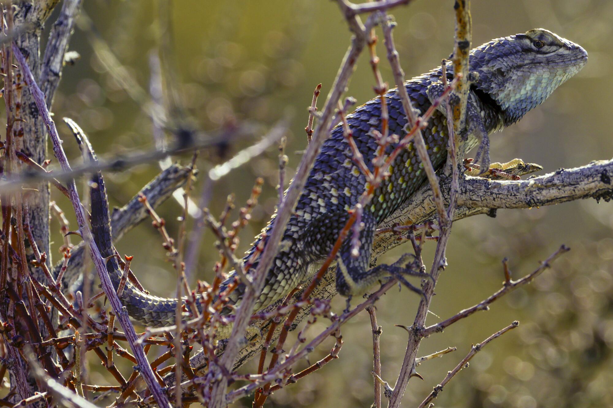 A lizard clings to bare branches of a bush.