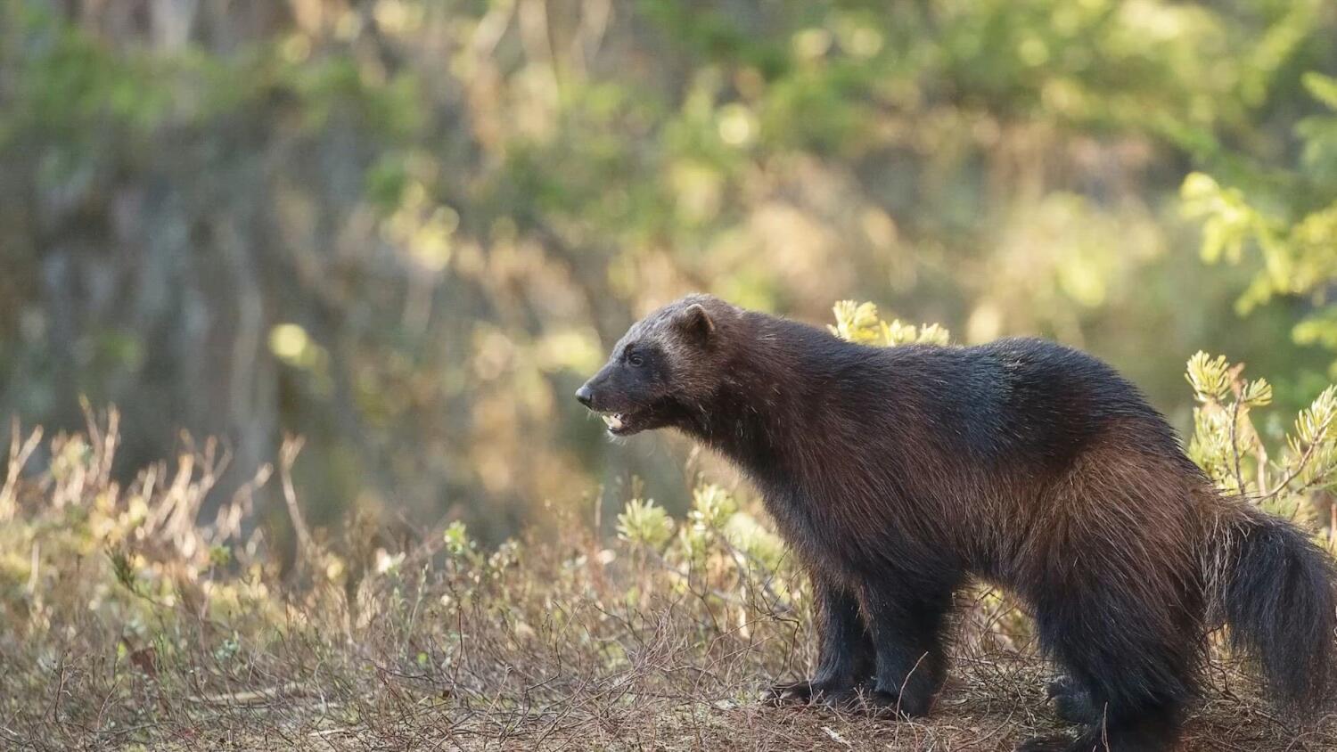 Image for display with article titled A Push to Bring Wolverines Back to California Fizzles Amid Budget Woes