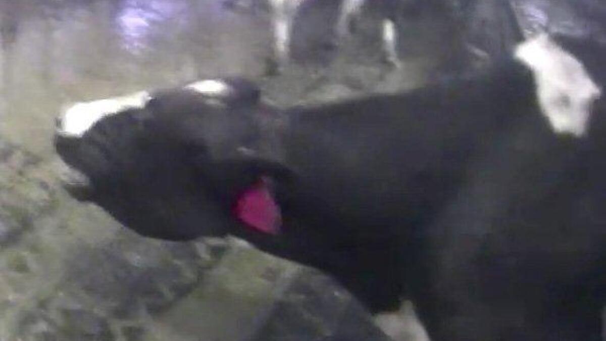 Graphic cow abuse video released as Idaho advances 'ag-gag' bill - Los  Angeles Times