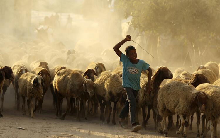 A Palestinian boy herds sheep in the northern Gaza Strip.