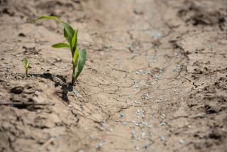A mixture of urea and ammonium sulfate fertilizer on a corn field in Glendora, Mississippi, US. Photographer: Rory Doyle/Bloomberg