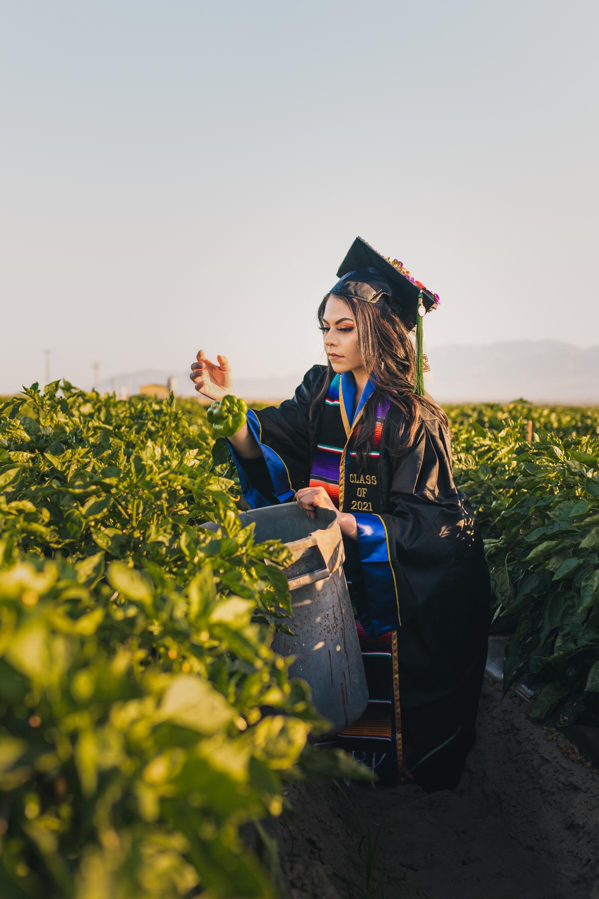 Jennifer Rocha celebra su graduación con una sesión de fotos en los campos de pimientos de Thermal, California