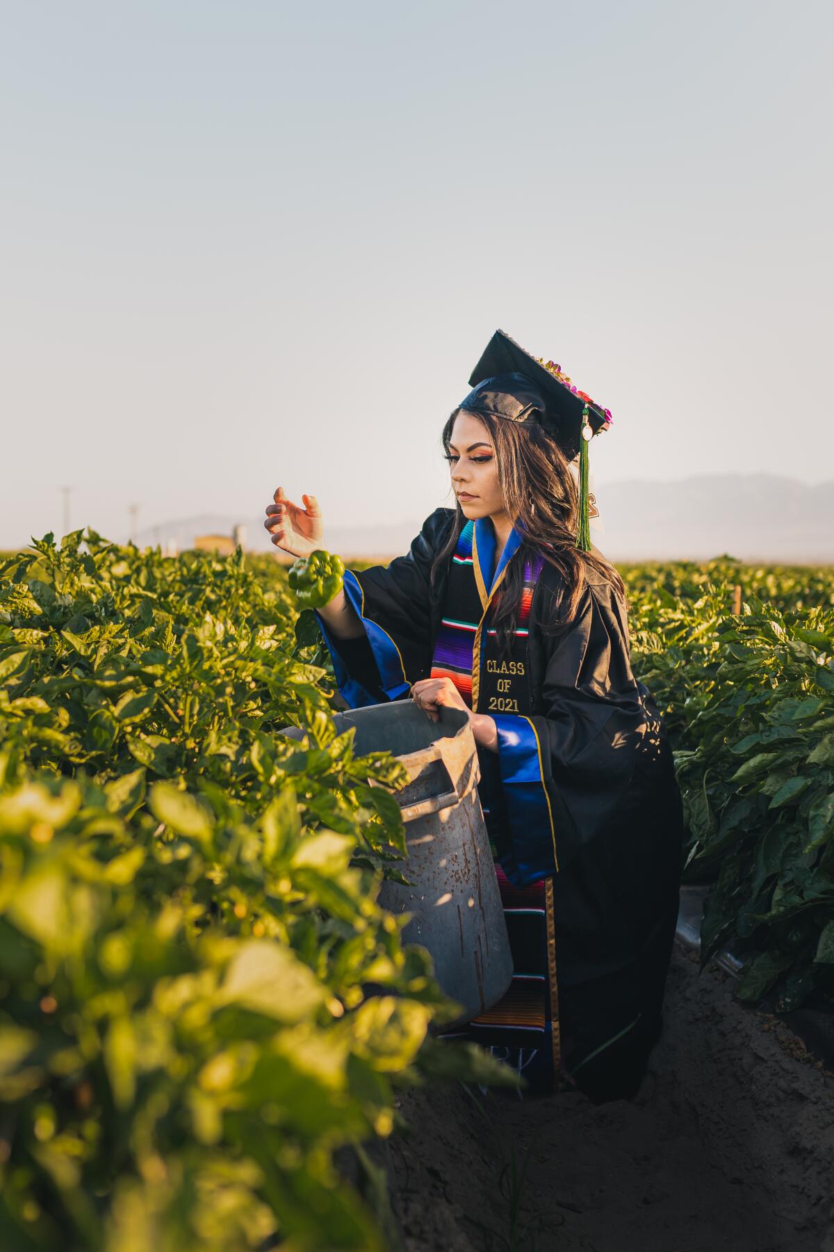 Jennifer Rocha wears her cap and gown as she picks bell peppers in a field.