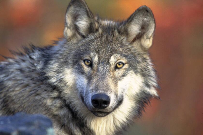 FILE - This photo provided by the U.S. Fish and Wildlife Service shows a gray wolf, April 18, 2008. A judge on Monday, May 6, 2024, dismissed a lawsuit filed by animal welfare advocates seeking to invalidate Wisconsin’s new wolf management plan. (Gary Kramer/U.S. Fish and Wildlife Service via AP, File)