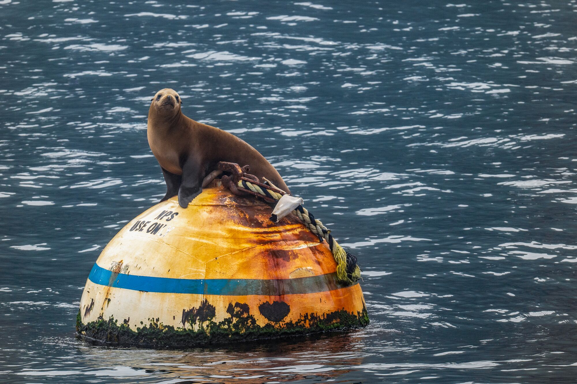 A curious California sea lion on top of a Park Service buoy near the Anacapa pier.