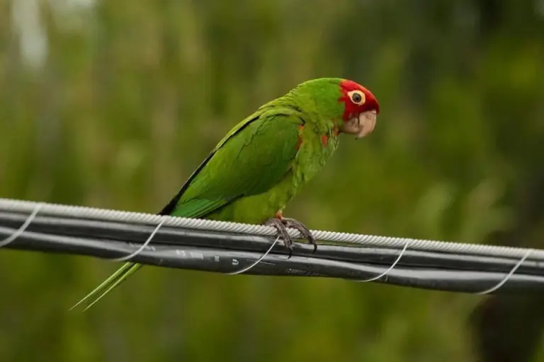 Man stuffed 6 parrots in his boots in bizarre border smuggling attempt, officials say Man stuffed 6 parrots in his boots in bizarre border smuggling attempt, officials say