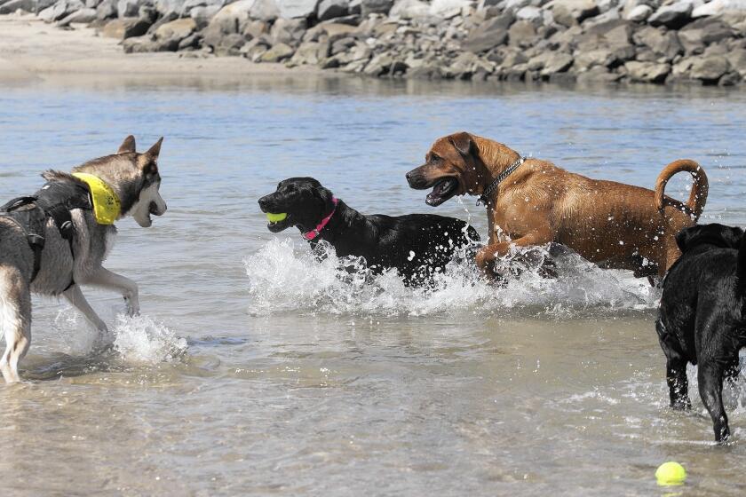 Dogs play off leash at a county beach near Newport Beach and Huntington Beach that the Board of Supervisors is considering designating as the first official parcel for off-leash dogs in unincorporated Orange County since leash restrictions were first enacted in 1975.