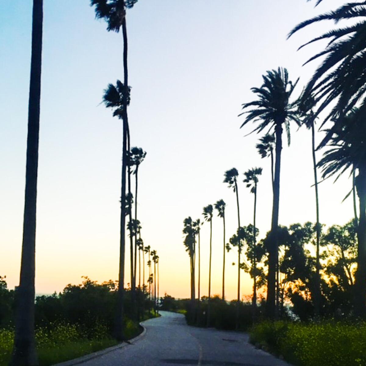 A road lined with very tall palm trees leading toward the sunset