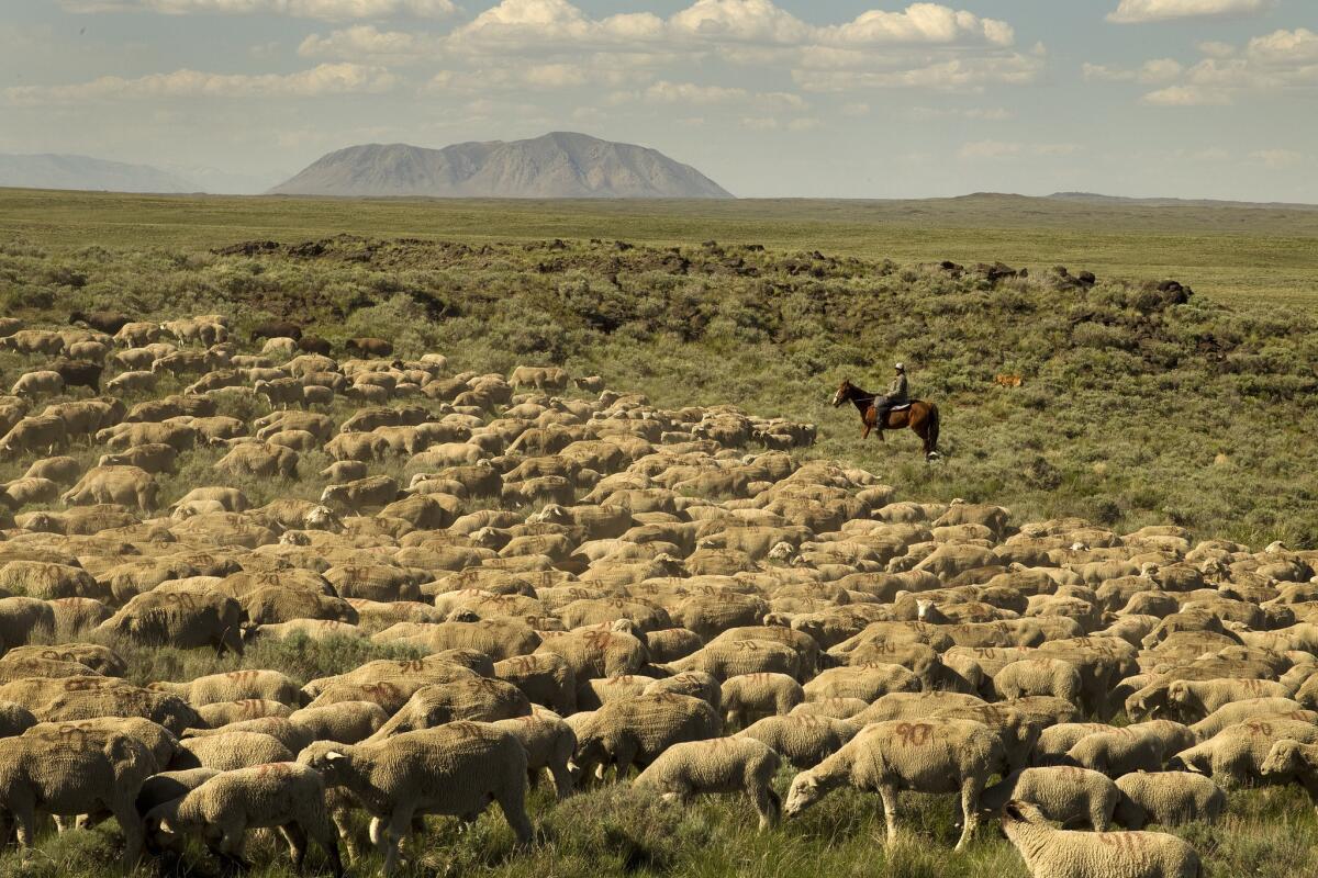 A sheepherder works on Bureau of Land Management land in eastern Idaho. A new Trump plan would shift most top agency jobs west from Washington, a move that could significantly weaken its influence on federal policies.