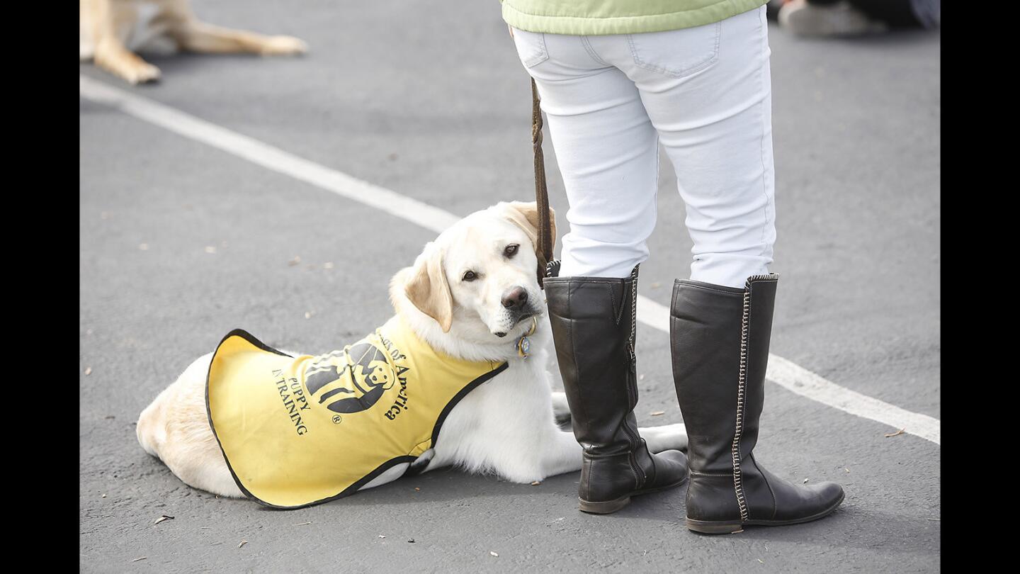 Service dogs in training visit Hope View Elementary