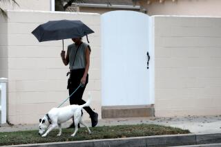 LOS ANGELES, CA - SEPTEMBER 9, 2022 - - A woman walks her dog as a few drops of rain begin to fall in Santa Monica on September 9, 2022. As the state comes off a historic September heat wave, Southern California is bracing for Tropical Storm Kay, a system along the northern coast of Mexico's Baja California peninsula that will deliver heavy rains, flash flooding, strong winds and muggy conditions through at least Saturday. (UC} 09: in Los Angeles on Friday, Sept. 9, 2022 in Los Angeles, California. (Genaro Molina / Los Angeles Times)