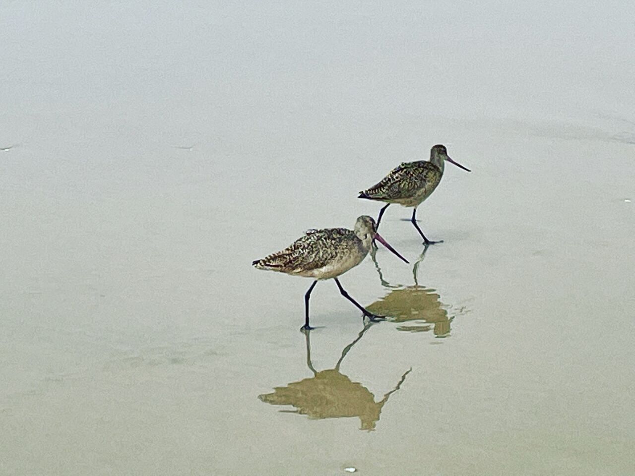 A couple of marbled godwits take a walk on the beach.