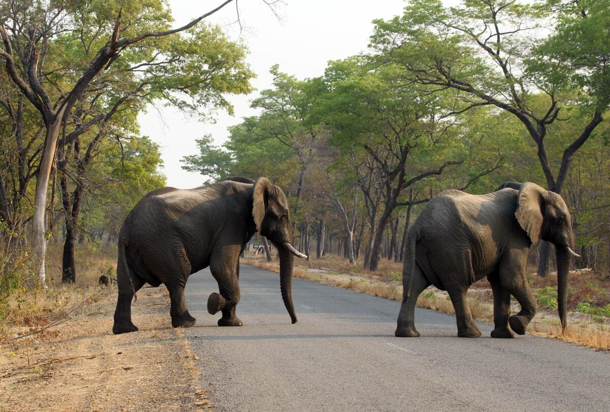 En esta foto del 1 de octubre del 2015, elefantes cruzan un camino en el Parque Nacional de Hwange, unos 700 kilómetros al suroeste de Harare, Zimbabue.Catorce elefantes murieron envenenados por cianuro de potasio en tres incidentes separados en Zimbabue, anunció una funcionaria de la agencia de parques.