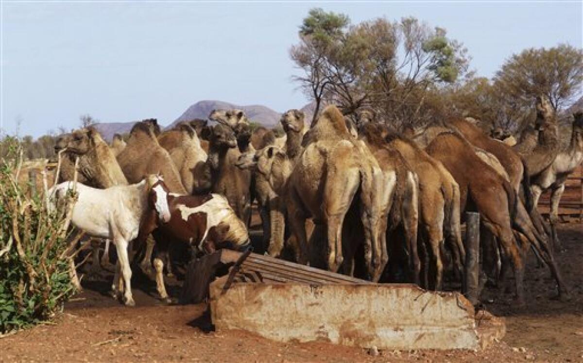 In this undated photo released by the Northern Territory government, camels are seen crowding around a drinking trough pushing horses out the way in MacDonnell Shire of the Northern Territory, Australia. State authorities announced Wednesday, Nov. 25, 2009, they plan to corral about 6,000 wild camels with helicopters and gun them down after they overran a small town in Australia's Outback in search of water, trampling fences, smashing tanks and contaminating supplies. (AP Photo)
